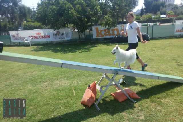L'agility dog: quando il cane fa sport, tra salti e percorsi ad ostacoli